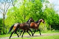 Horse run gallop in meadow Royalty Free Stock Photo