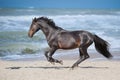 Horse run gallop Royalty Free Stock Photo