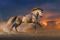 Horse run gallop at sunset