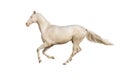 Horse run gallop on white background