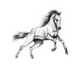 Horse run gallop on a white background. Hand drawn sketch