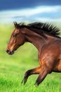 Horse run on green field Royalty Free Stock Photo