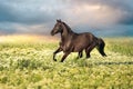 Horse run in meadow Royalty Free Stock Photo