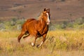 Horse run Royalty Free Stock Photo