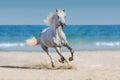 Horse run in seashore Royalty Free Stock Photo