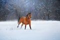 Horse run in snow Royalty Free Stock Photo