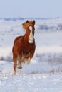 Horse run in snow Royalty Free Stock Photo