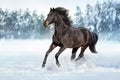 Horse run in snow Royalty Free Stock Photo