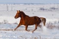 Horse run in snow Royalty Free Stock Photo