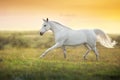 Horse run on sunset summer meadow Royalty Free Stock Photo