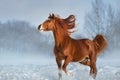 Horse run in winter snow Royalty Free Stock Photo