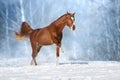 Horse run in winter snow Royalty Free Stock Photo