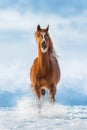 Horse run in winter snow Royalty Free Stock Photo