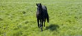 Horse running Royalty Free Stock Photo