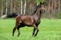 Horse running around the meadow Royalty Free Stock Photo