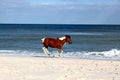 Horse Running on the Beach