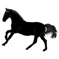 The horse is running. black silhouette vector Royalty Free Stock Photo