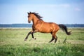 Horse running free on the pasture. Royalty Free Stock Photo
