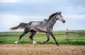 Horse running free on the pasture. Royalty Free Stock Photo