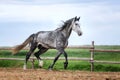 Horse running free on the pasture. Royalty Free Stock Photo