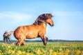 Horse running free on the pasture. Royalty Free Stock Photo