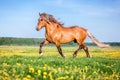 Horse running free on the pasture.