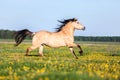 Horse running free on the pasture. Royalty Free Stock Photo