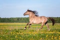 Horse running free on the pasture. Royalty Free Stock Photo