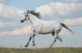 Horse running gallop