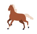 Horse running. Gallop, canter gait of strong stallion. Wild mustang with mane. Thoroughbred pedigreed bicolor racehorse