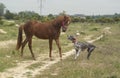 Horse running with the gray dog Royalty Free Stock Photo