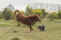 Horse running with the gray dog Royalty Free Stock Photo