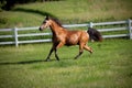 Horse running on hill in fenced pasture Royalty Free Stock Photo