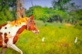 horse running normally,golden heirs horse,Traditional Indian horse,indian kutchhi horse Royalty Free Stock Photo