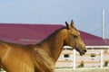 horse running in the paddock at the background of the house with red roof