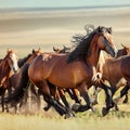 Horse running pony horse, wild horse Stallion