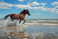 horse running, splashing water on a sunny beach