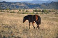 Horse running trot on pasture Royalty Free Stock Photo