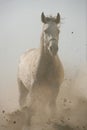 Horse runs gallop in dust