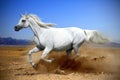 horse runs gallop in the dust desert