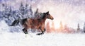Horse runs gallop Royalty Free Stock Photo