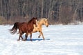 Horse runs gallop in winter time Royalty Free Stock Photo