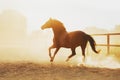 The horse runs in pili against the sunset. Royalty Free Stock Photo