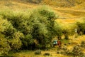 Horse at Ruoergai Grassland, Gansu, China