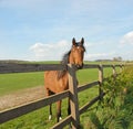 Horse in a rural setting Royalty Free Stock Photo