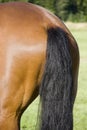 Horse`s Royalty Free Stock Photo