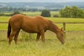 Horse's dreams Royalty Free Stock Photo