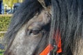 Horse's eye - close-up. Head of a brown horse with a red bridle Royalty Free Stock Photo