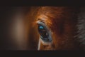 Horse`s eye