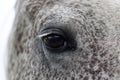 Horse`s eye, horse portrait. Horse`s eye, horse portrait Royalty Free Stock Photo